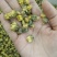 批发·胎菊菊花茶胎菊花贡菊花草茶菊花茶泡水500克