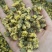 批发·胎菊菊花茶胎菊花贡菊花草茶菊花茶泡水500克