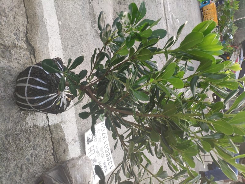 海桐毛笼子