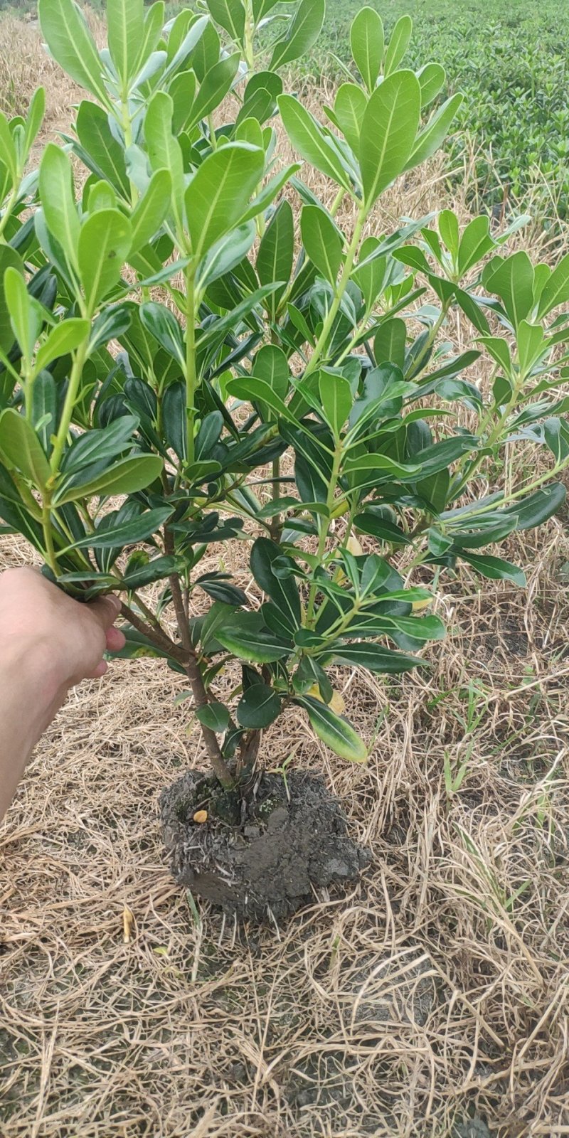 海桐毛笼子