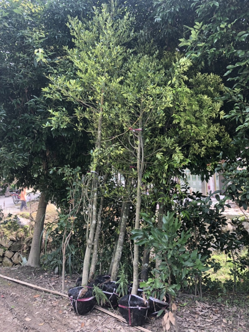 竹柏工程苗小叶竹柏批发小叶竹柏工程苗木