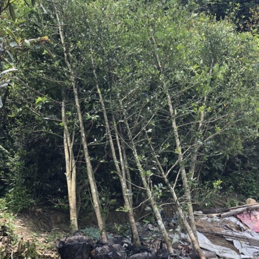 竹柏工程苗小叶竹柏批发小叶竹柏工程苗木