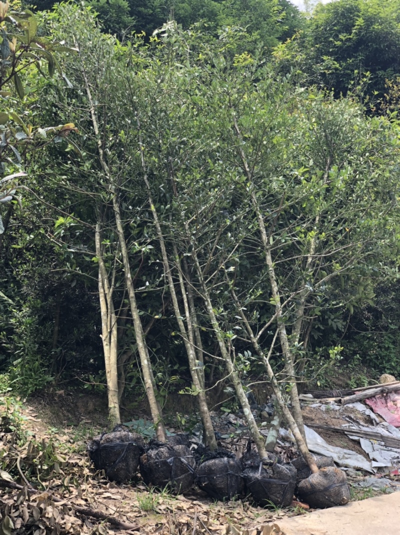 竹柏工程苗小叶竹柏批发小叶竹柏工程苗木