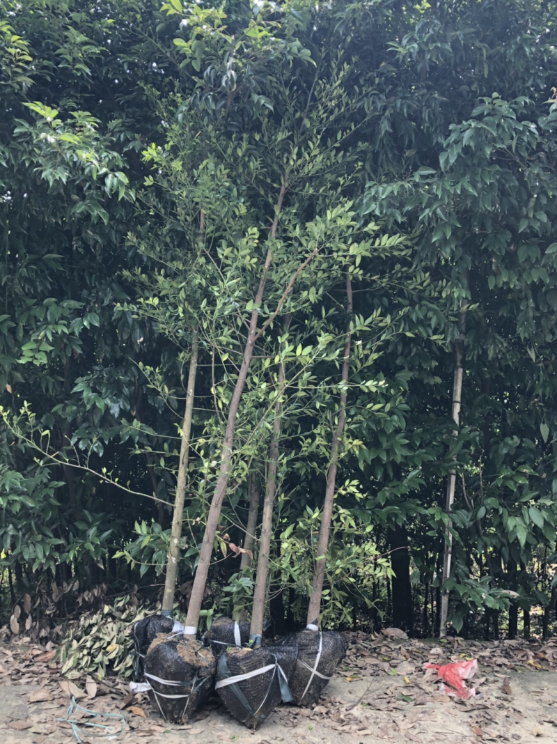 竹柏工程苗小叶竹柏批发小叶竹柏工程苗木