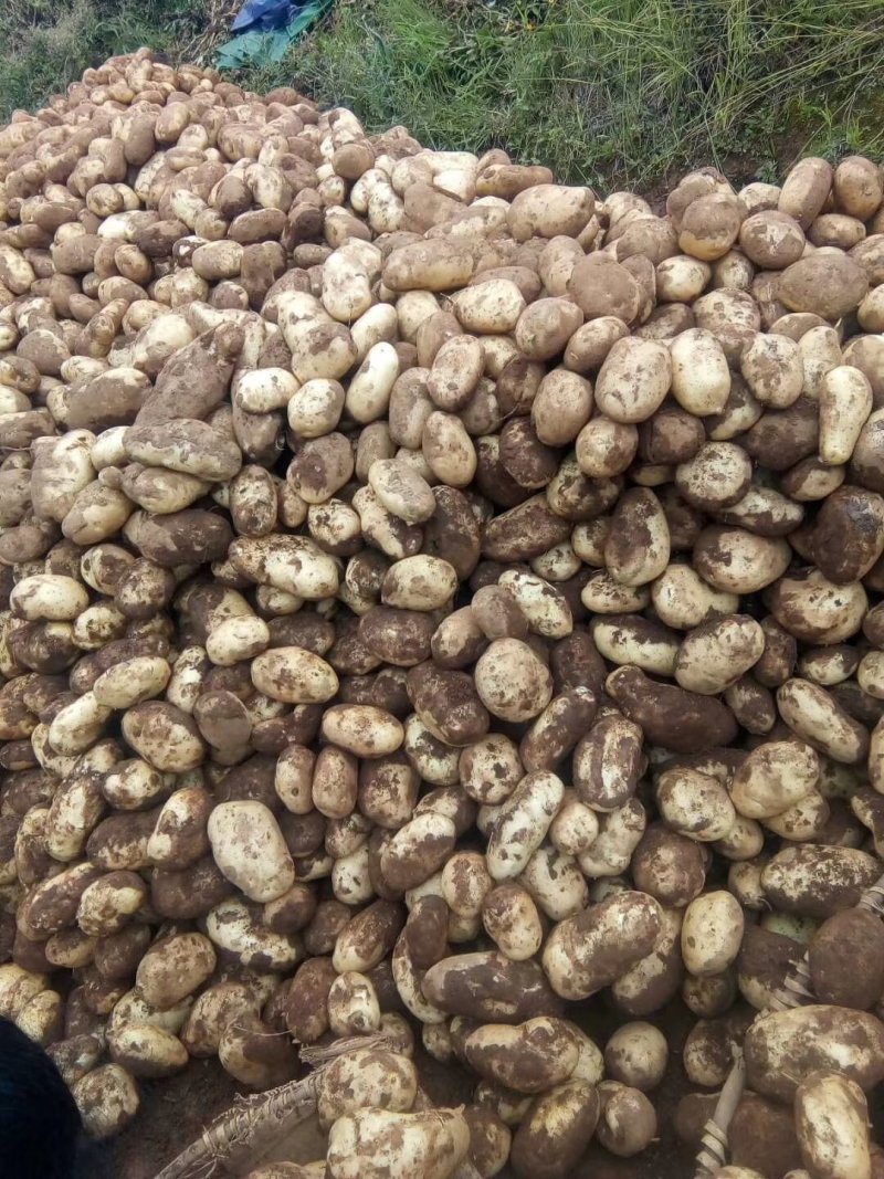 丽薯六号土豆，自产自销，没有中间商吃差价。