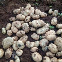丽薯六号土豆，自产自销，没有中间商吃差价。
