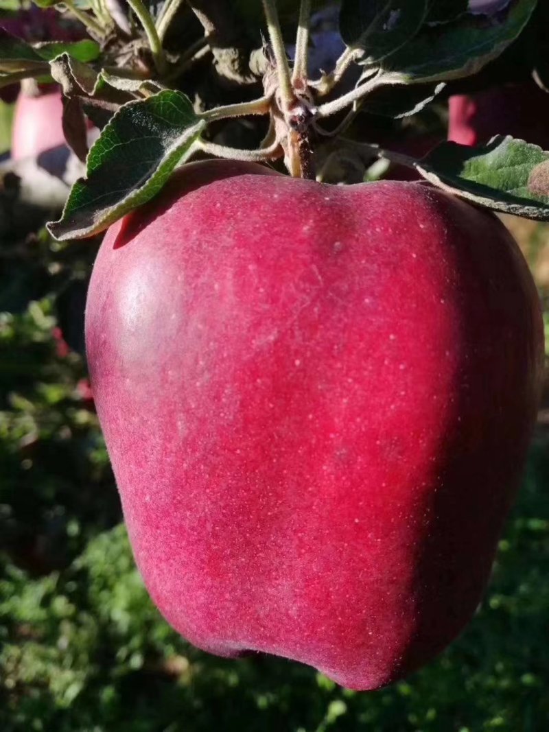 花牛苹果