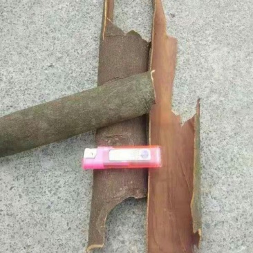 桂皮
