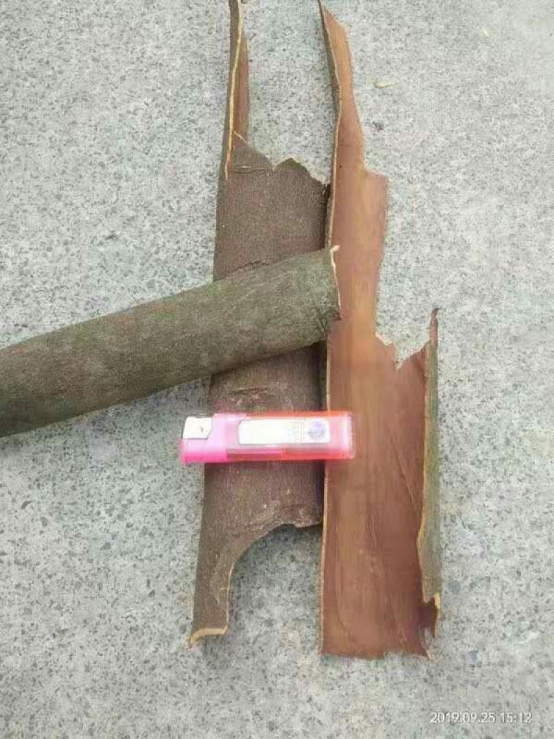 桂皮