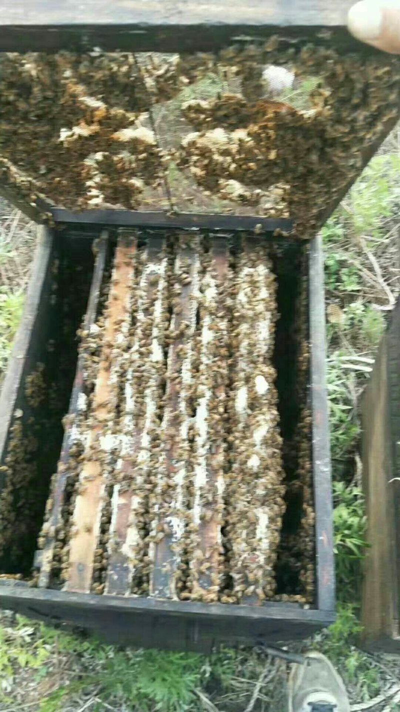 正宗农家龙眼蜜