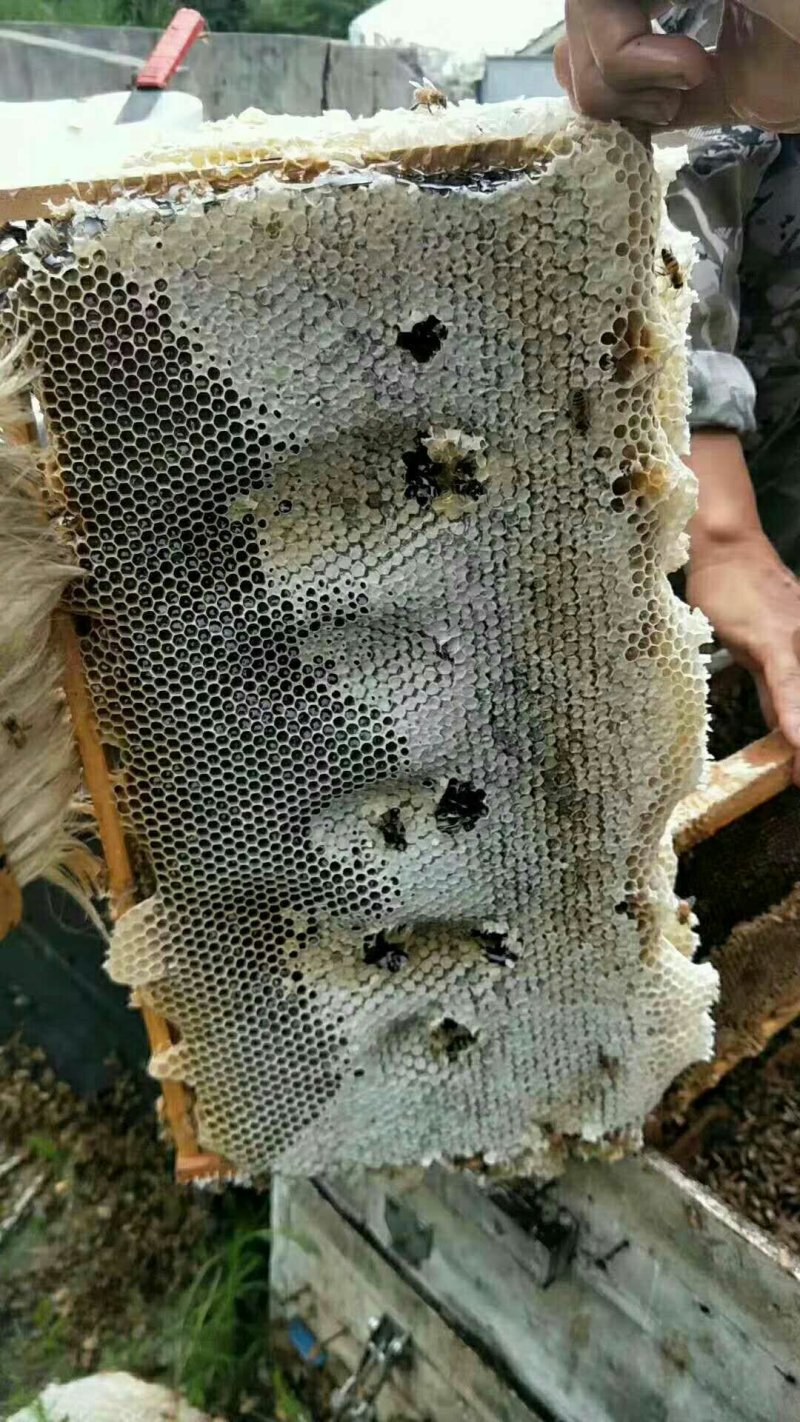 正宗农家龙眼蜜