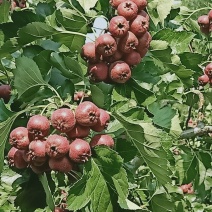 大金星山楂货源允足质量保证