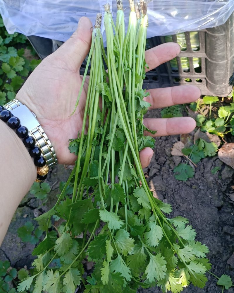 中叶香菜