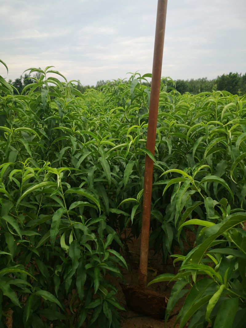 桃树苗，中油21号，中油4号，中油金铭，芒果味桃树苗