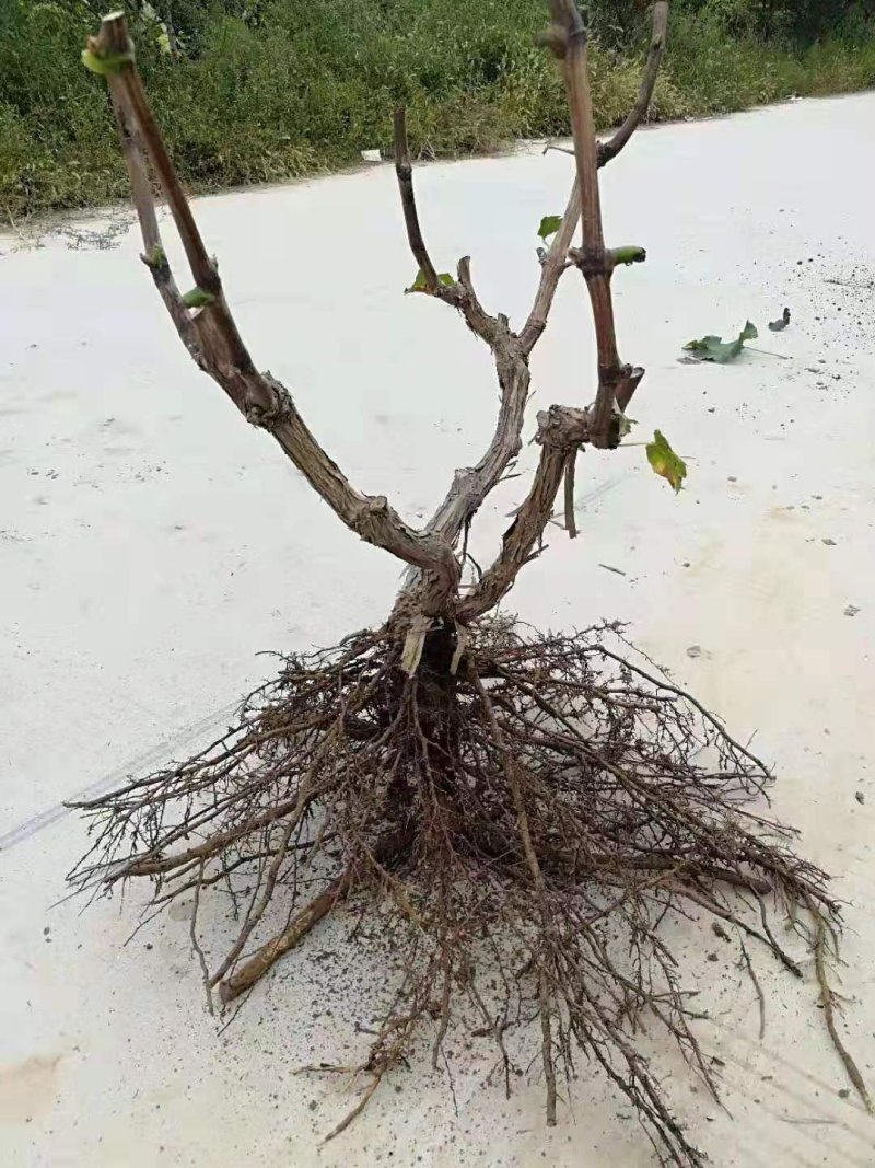 葡萄树大基地。供应电商。一手货源。产地直发。全国发货
