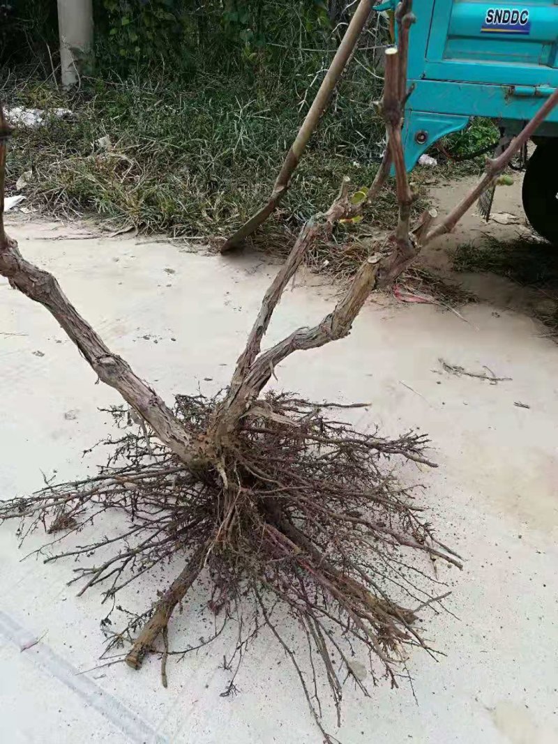 葡萄树大基地。供应电商。一手货源。产地直发。全国发货