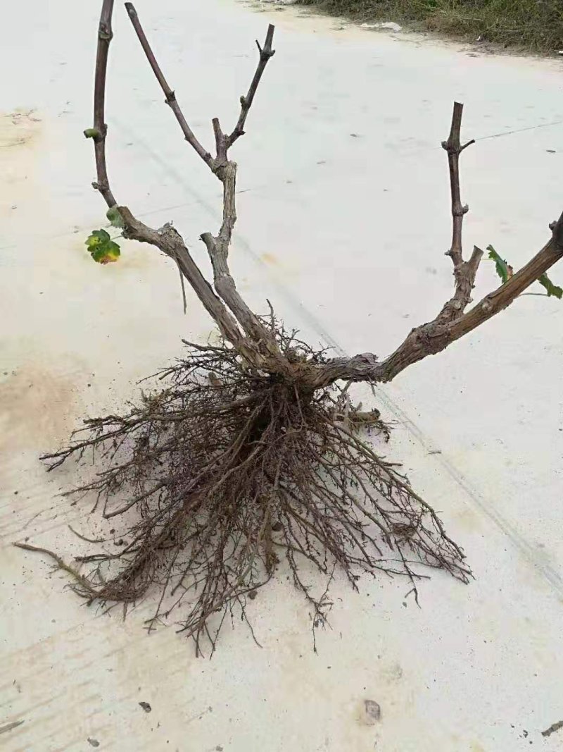 葡萄树大基地。供应电商。一手货源。产地直发。全国发货