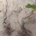 葡萄树大基地。供应电商。一手货源。产地直发。全国发货