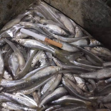麦穗
