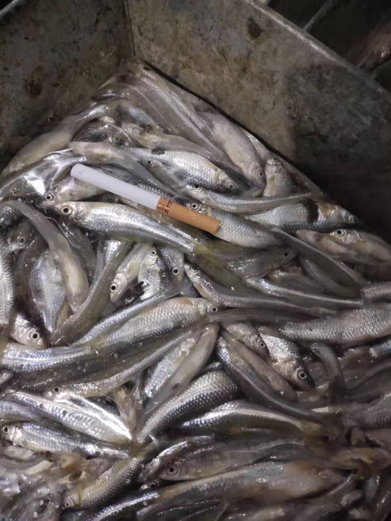 麦穗