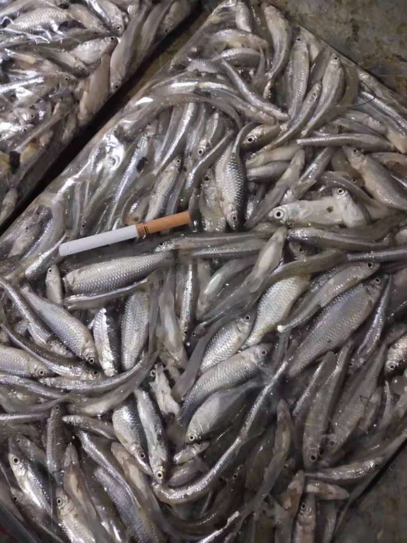 麦穗