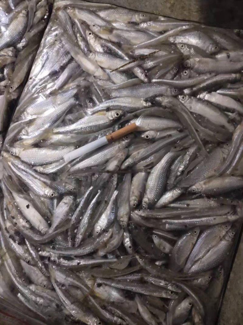 麦穗