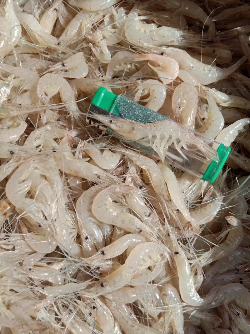 淡水白虾