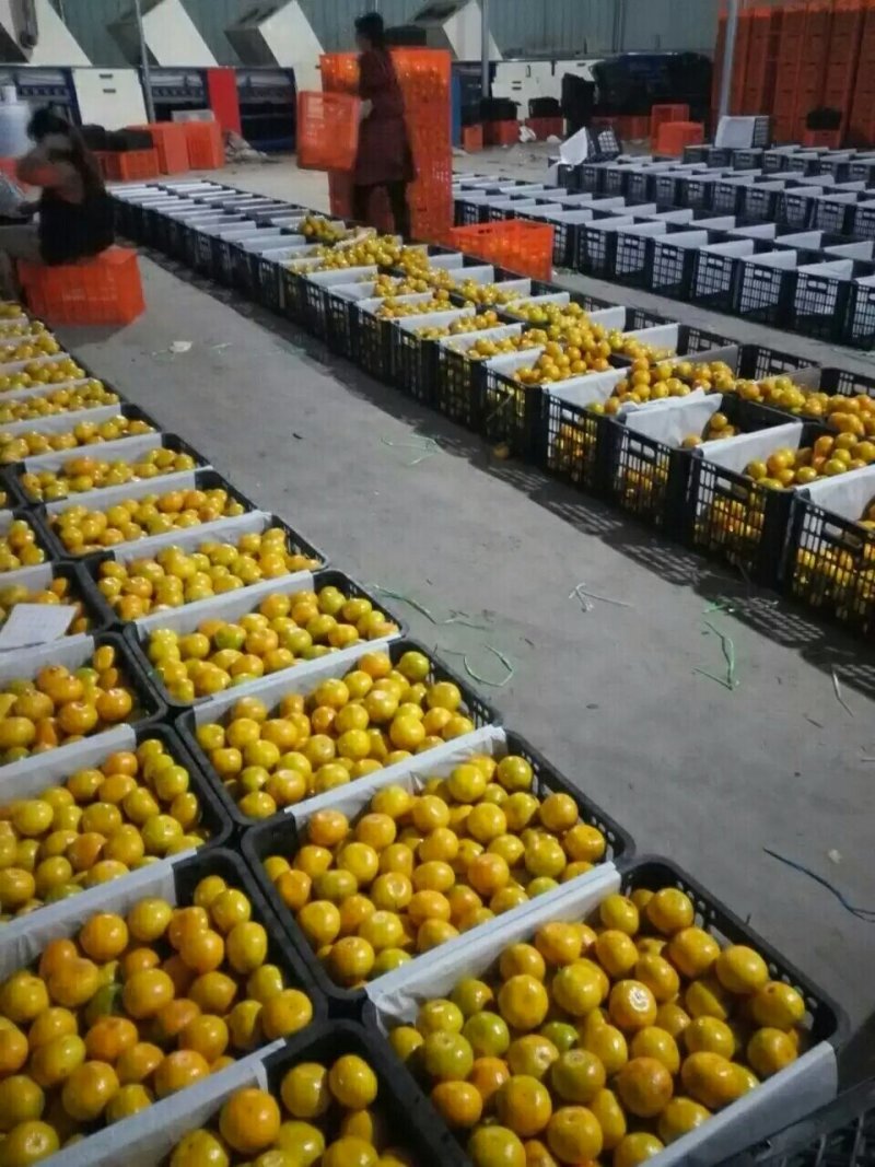 高山优质蜜桔量大有货，一手货源充足量大从优