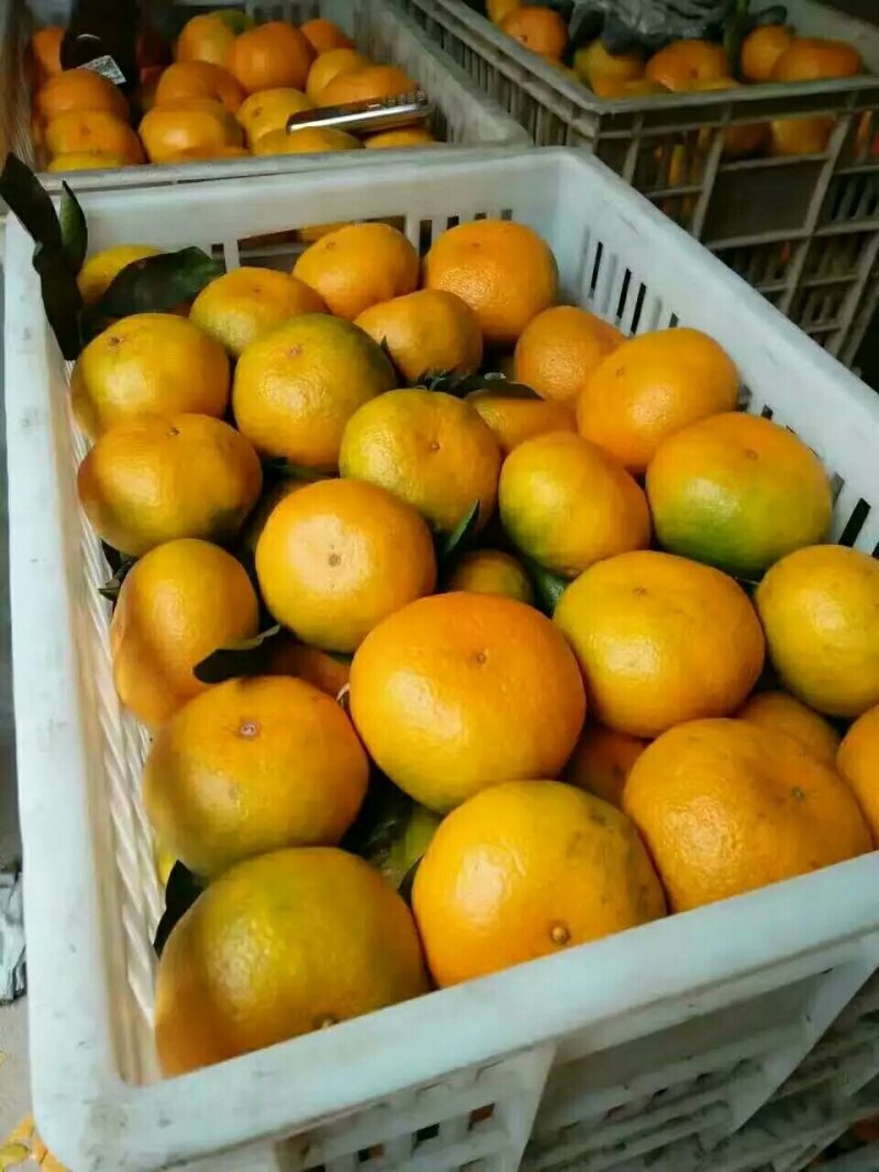高山优质蜜桔量大有货，一手货源充足量大从优