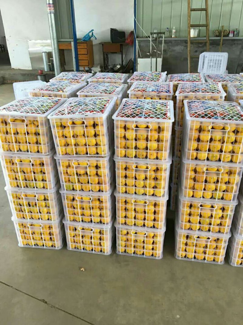 高山优质蜜桔量大有货，一手货源充足量大从优