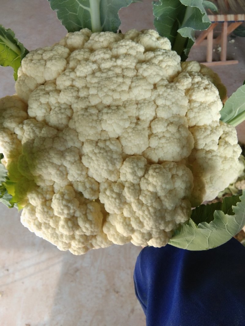 开封花菜精品有机花菜白面青梗松花菜一手货源全国代发