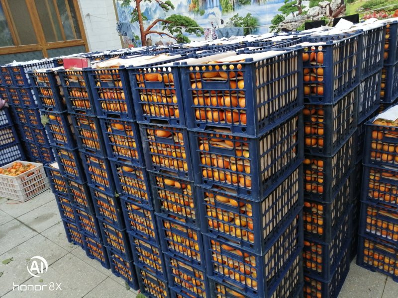 山西运城夏县黄土高坡核果仁果类