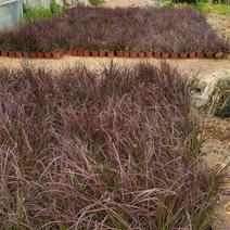 紫叶狼尾草，基地直销，常年销售各种绿化苗木。