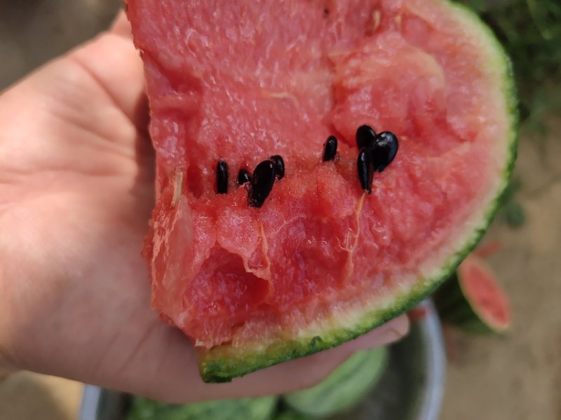 新品种表现很好，口感好糖分高