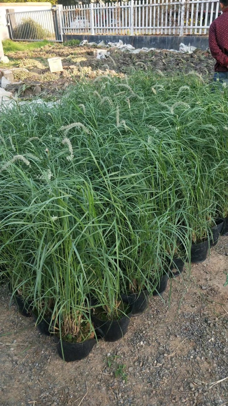 东方狼尾草，基地直销，常年销售各种绿化苗木。