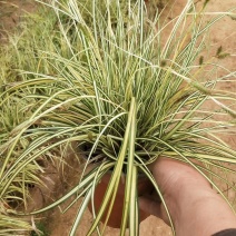 金叶苔草，基地一手货源，常年销售各种绿化苗木。