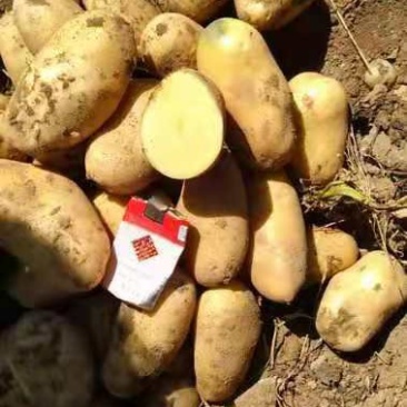 大量出售冷库各种规格土豆胶州货
