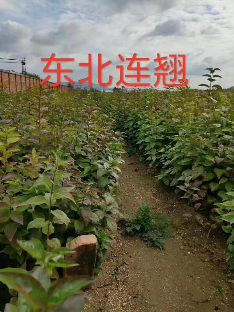 苗圃直销东北连翘现挖现卖，全国可邮寄。