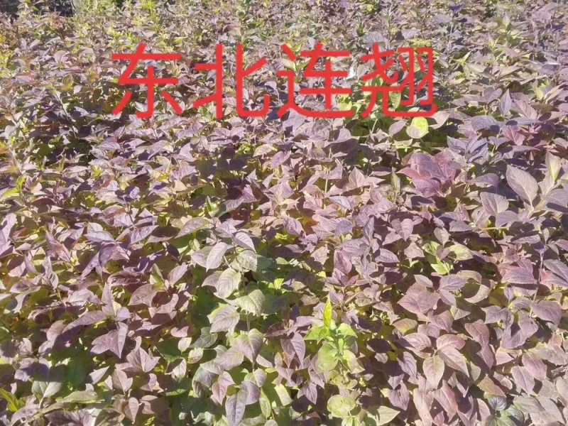 苗圃直销东北连翘现挖现卖，全国可邮寄。