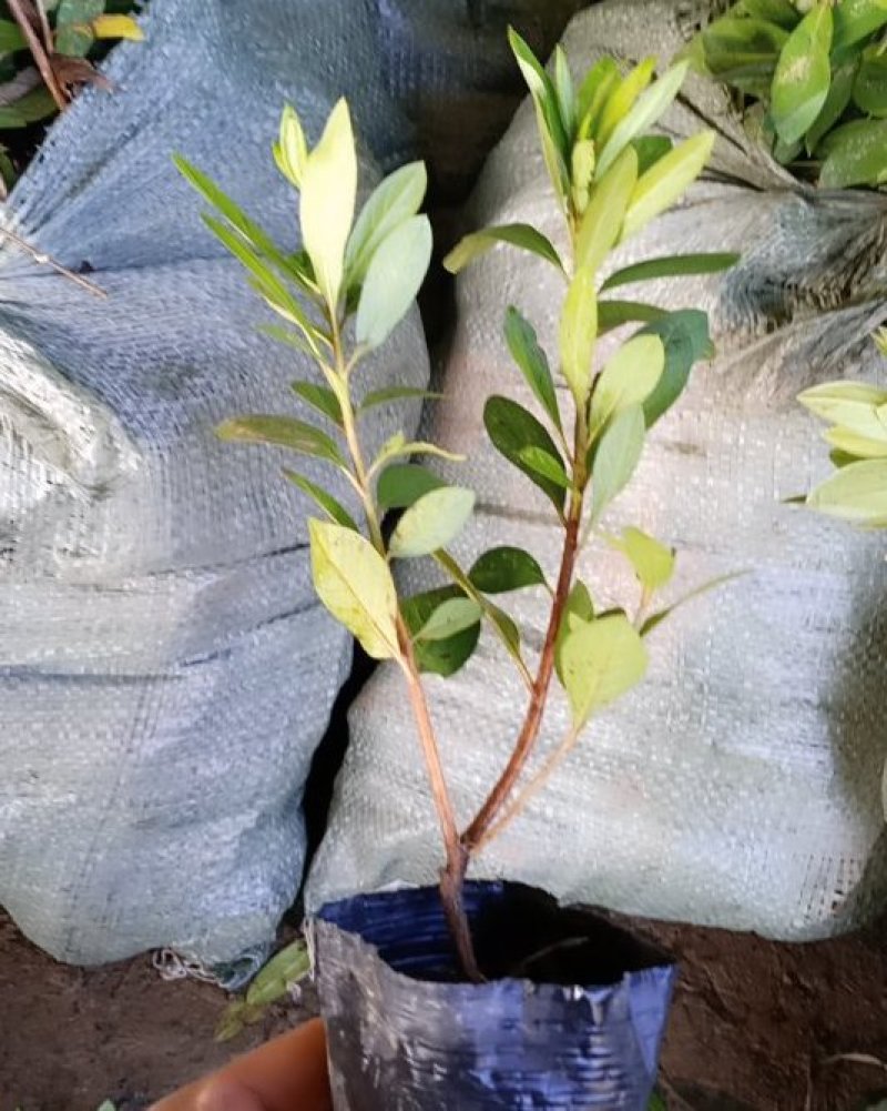 毛鹃毛杜鹃花苗树苗绿化带篱笆工程色块四季常青室外庭院植物