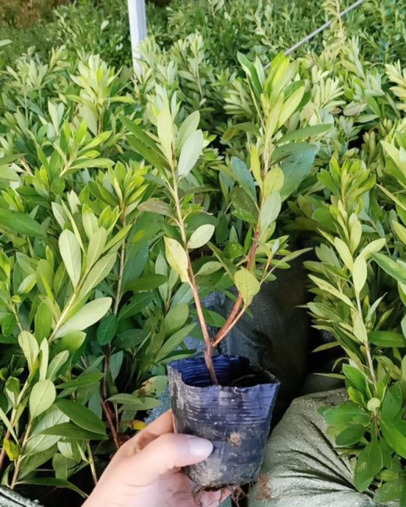 毛鹃毛杜鹃花苗树苗绿化带篱笆工程色块四季常青室外庭院植物