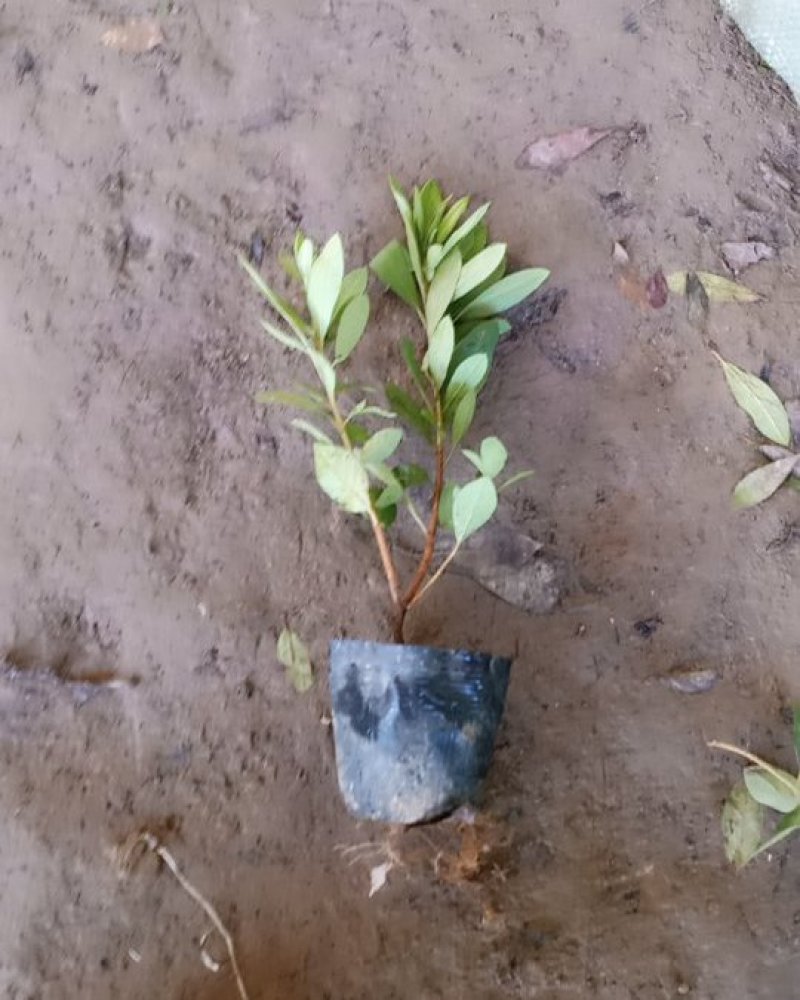 毛鹃毛杜鹃花苗树苗绿化带篱笆工程色块四季常青室外庭院植物