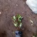毛鹃毛杜鹃花苗树苗绿化带篱笆工程色块四季常青室外庭院植物