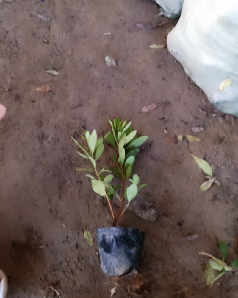 毛鹃毛杜鹃花苗树苗绿化带篱笆工程色块四季常青室外庭院植物