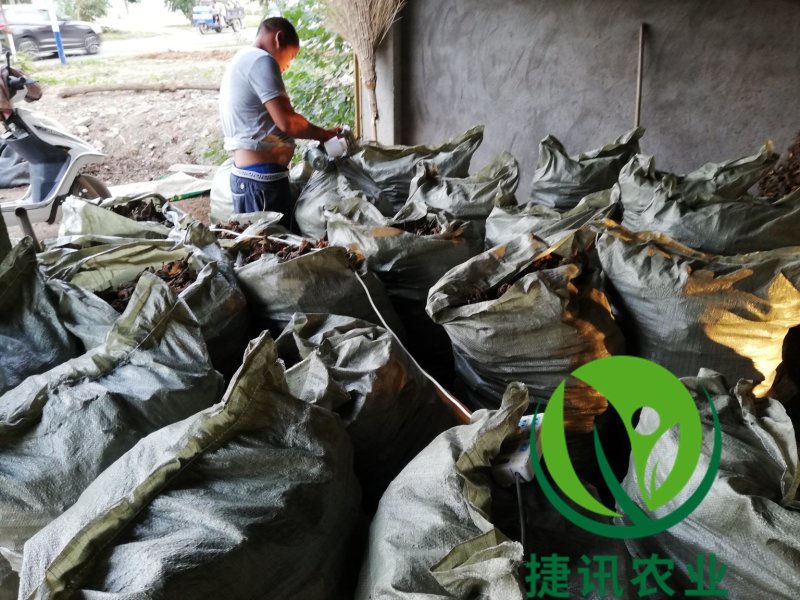 白芍种苗白芍芽头白芍子改良种苗成活率高