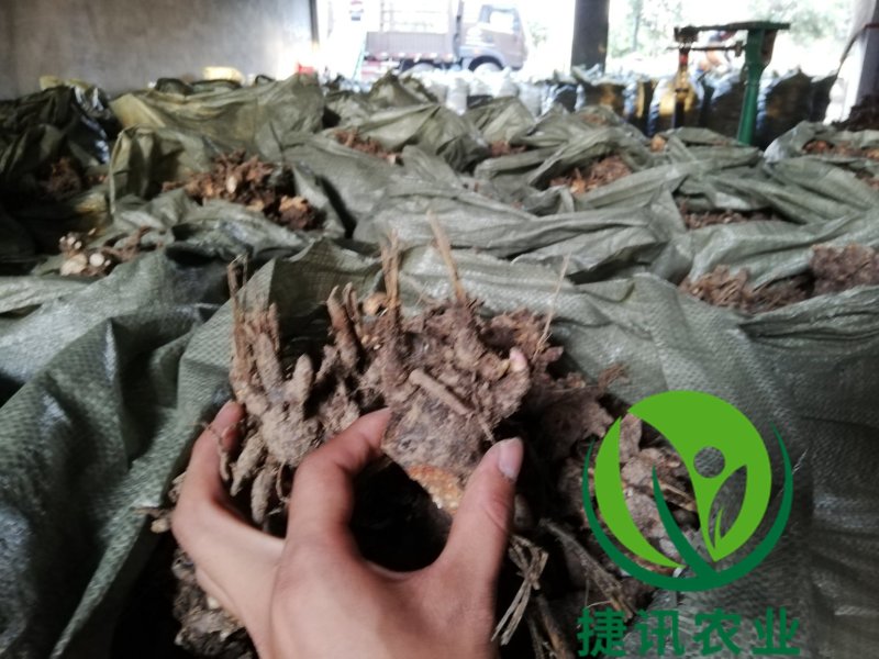 白芍种苗白芍芽头白芍子改良种苗成活率高