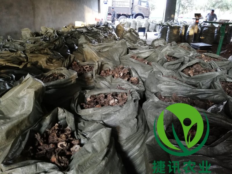 白芍种苗白芍芽头白芍子改良种苗成活率高
