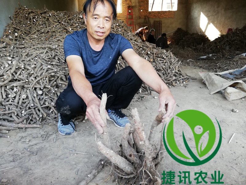 白芍种苗白芍芽头白芍子改良种苗成活率高