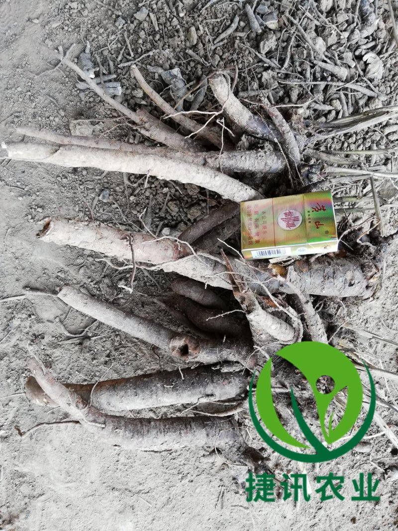 白芍种苗白芍芽头白芍子改良种苗成活率高