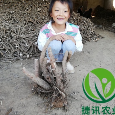 白芍种苗白芍芽头白芍子改良种苗成活率高